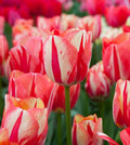 Tulip Bulbs 5 Pack - Cream & Red Double Peony Tulips with Color-Changing Ruffled Blooms, Spring Garden Bulbs, USDA Zones 3-8