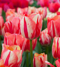 Tulip Bulbs 5 Pack - Cream & Red Double Peony Tulips with Color-Changing Ruffled Blooms, Spring Garden Bulbs, USDA Zones 3-8