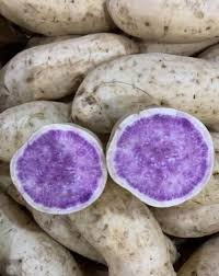 Hawaii Okinawa Purple Sweet Potato Slips - 10 Unrooted Cuttings for Easy, Fast Growing Cultivation Ipomoea batatas