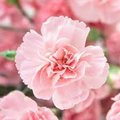 La France Carnation Seeds - Heirloom Non-GMO Pink Fragrant Blooms, Dianthus caryophyllus, Zones 6-8, Full Sun, Cut Flowers