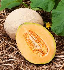 Hales Best Jumbo Cantaloupe Seeds | Heirloom, Non-GMO | Sweet & Aromatic | Cucumis melo