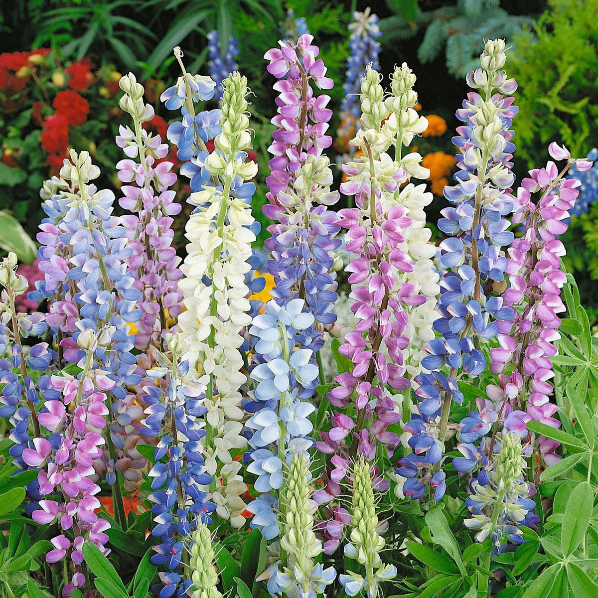25+ Hartwegii Mix Lupine Seeds – Colorful Spiked Blooms for Garden, Pollinator-Friendly Wildflower Mix, Annual, Lupinus hartwegii