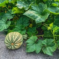 20 Seeds Cushaw Green Striped Pumpkin Heirloom Winter Squash Cucurbita argyrosperma