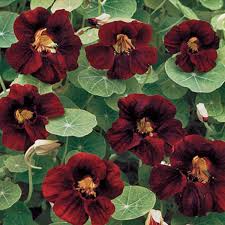 15 Nasturtium 'Black Velvet' Seeds | Edible Black Flowers, Heirloom, Non-GMO, Beneficial Garden Plant, Tropaeolum majus