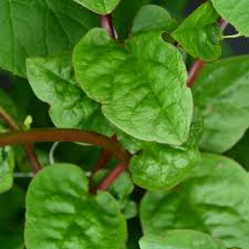 Malabar Spinach Red Stem Seeds – 500mg, Heat-Tolerant Vining Green, Fast Growing, High Yield, Garden & Trellis, Basella rubra