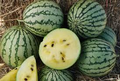 Yellow Petite Watermelon Seeds - Heirloom, Non-GMO, Citrullus Lanatus, Compact Size, Sweet Yellow Flesh, Short Season, Small Garden Plant