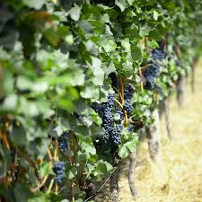 Ladyfingers Black Grape Cuttings | 3 Unrooted Vine Scions | Organic Waxed Ends | Vitis vinifera 'Ladyfingers Black'