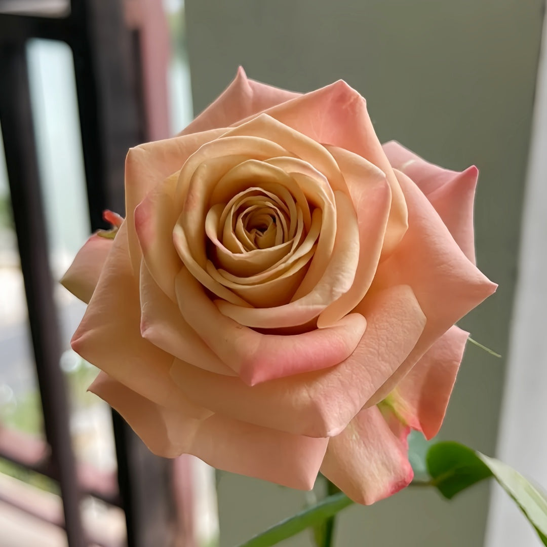 Cappuccino Rose Crepe Myrtle Cuttings - 3 Unrooted Purple Flowering Shrubs for Grafting, Fast-Growing, Air-Purifying, Drought-Resistant