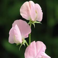 Prima Donna Sweet Pea Seeds – 50+ Rose-Pink Climbing Flower Vine for Bouquets & Gardens – Lathyrus odoratus