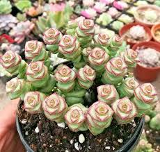 Rare Crassula 'Jade Necklace' Succulent Seeds - Cascading Jade-Like Leaves, USDA Zones 9-11, Indoor & Hanging Basket Plant