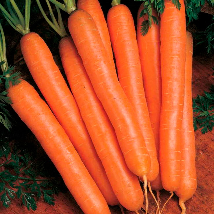 Scarlet Nantes Carrot Seeds - Heirloom Non-GMO, Ultra-Sweet 6-8" Roots, Root Vegetable, USDA Zones 2-10