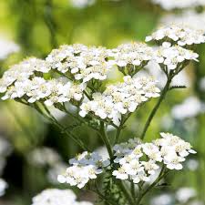 White Yarrow Seeds – Achillea millefolium Perennial Pollinator-Friendly Herb for Gardens & Borders