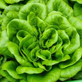 Bibb Butterhead Lettuce Seeds 1g | Heirloom Non-GMO Lactuca sativa | Tender, Sweet, Compact Greens