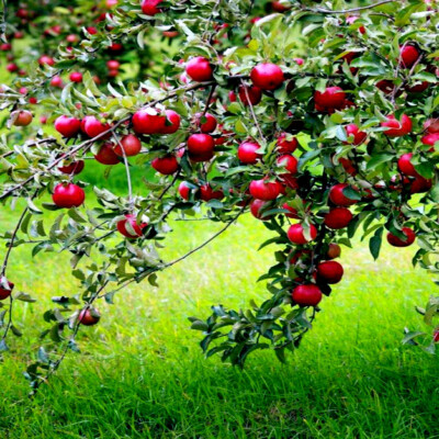 Paradise Apple Tree Seeds – Red Delicious Malus pumila, Cold Hardy Fruit & Flower Plant, Edible Apples, White Flowers, Zones 3-9