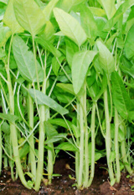 White Stem Water Spinach Seeds, Ong Choy, Ipomoea aquatica, Fast-Growing, Nutrient-Rich Greens, Indoor & Outdoor Gardening, USA Seller