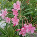 Pink Oleander Live Cuttings - 7" Fresh Organic Nerium oleander Propagation Plant for Gardening