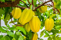 Starfruit Carambola Tree (Averrhoa carambola) Starter Plant 12-24 Inches Tropical Evergreen with Star-Shaped Fruits