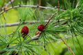 American Larch Tree Bare Root Plant Larix laricina Hardy Deciduous Conifer for Landscaping
