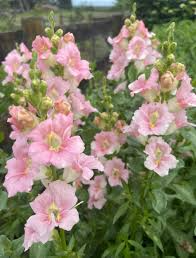 Chantilly Light Pink Snapdragon Seeds | Antirrhinum majus | Tall, Fragrant, Pollinator-Friendly Flowers for Garden & Cut Arrangements