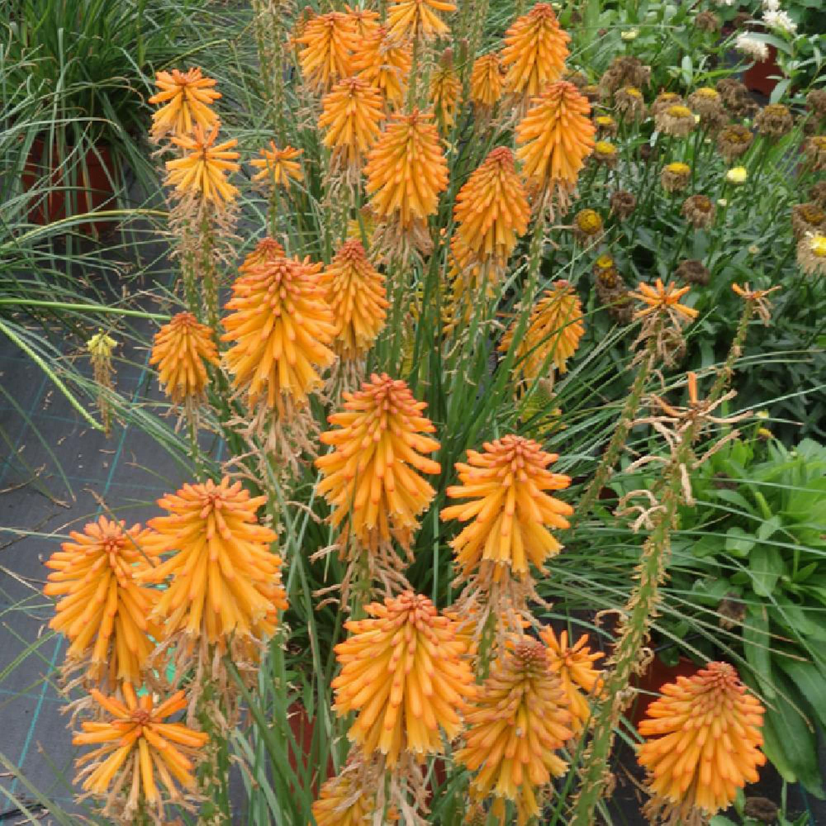 Kniphofia ‘Mango Popsicle’ Bare Root Hot Poker Plant, Drought-Tolerant Perennial with Orange Flowers