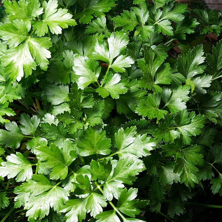 Dark Green Italian Giant Parsley Seeds | Petroselinum crispum | Heirloom Non-GMO Herb | Culinary, Garnishing & Cooking