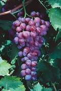 Organic Red Catawba Grape Vine - Vitis Labrusca, Rooted Plant, 12+ Inches, Hardy Deciduous Fruit Vine for Wine, Juice & Jelly