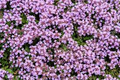 Creeping Thyme Ground Cover Seeds | Thymus serpyllum | Fragrant, Pollinator-Friendly Herb for Gardens
