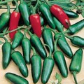 Mild Jalapeño Pepper Seeds – Capsicum annuum – Heirloom, Non-GMO, Low-Heat, 1,000–3,500 Scoville