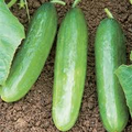 20 Seeds Diva Cucumber (Cucumis sativus) – Sweet, Crisp, Burpless Hybrid for Fresh Eating, Salad, and Snacks