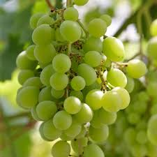 Grape Vine Rooted Cutting 18” – Sweet Seedless Green Grape Plant – Vitis vinifera for Home Vineyard & Garden