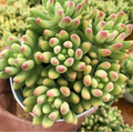 Bare Root Succulent Plants – Sedum 'Alice Evans' Stonecrop, Drought-Tolerant, Easy Care, Indoor & Garden Use