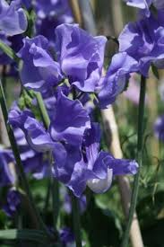 Just Julia Sweet Pea Seeds – 50+ Mid-Blue Climbing Flower Vines for Bouquets & Gardens – Lathyrus odoratus