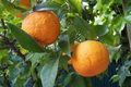 Mandarin Orange Tree Cuttings – Citrus × Aurantium Pixie Mandarin, Edible Sweet Fruit, Organic, USDA Zones 9-11