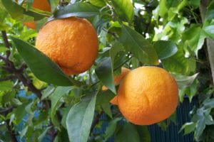 Mandarin Orange Tree Cuttings – Citrus × Aurantium Pixie Mandarin, Edible Sweet Fruit, Organic, USDA Zones 9-11
