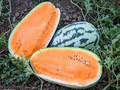 Orangeglo Watermelon Seeds | Citrullus lanatus | Sweet Orange Flesh, Heirloom, Summer Fruit Plant