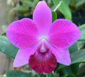 Mini Purple Cattleya Orchid Hybrid Starter Plant, Tropical Purple Blooms, Potted 3-Inch, Child & Pet Safe, Indoor & Outdoor