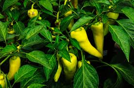 Hot Hungarian Wax Pepper Seeds – Heirloom, Spicy & Tangy, High-Yielding, Capsicum annuum, 25 Seeds