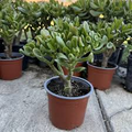 Crassula Ovata ‘Green Jade’ Unrooted 4” Cuttings – Money Tree, Easy-Care Succulent, Drought-Tolerant Houseplant, Bonsai