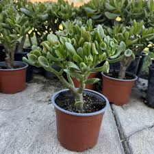 Crassula Ovata ‘Green Jade’ Unrooted 4” Cuttings – Money Tree, Easy-Care Succulent, Drought-Tolerant Houseplant, Bonsai
