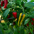Fish Pepper Seeds – Heirloom Non-GMO Spicy Chili, Striped Capsicum annuum, High-Yield, Compact Plant