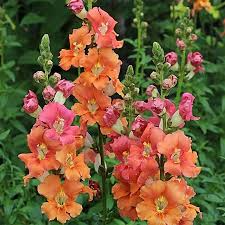 Chantilly Bronze Snapdragon Seeds | Antirrhinum majus | Tall Warm Bronze Blooms for Garden & Cut Flowers | 1000+ Seeds