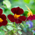 Black Velvet Nasturtium Seeds – Edible Dark Flowers, Trailing, Tropaeolum majus for Gardens & Containers