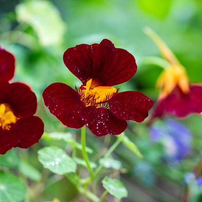 Black Velvet Nasturtium Seeds – Edible Dark Flowers, Trailing, Tropaeolum majus for Gardens & Containers
