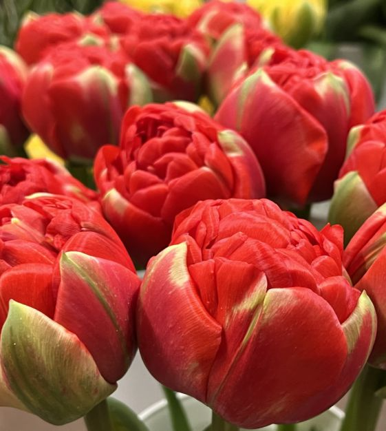 Tulip Bulbs | Double Ruffled Scarlet Red | Peony-Like Blooms | Tulipa hybrid