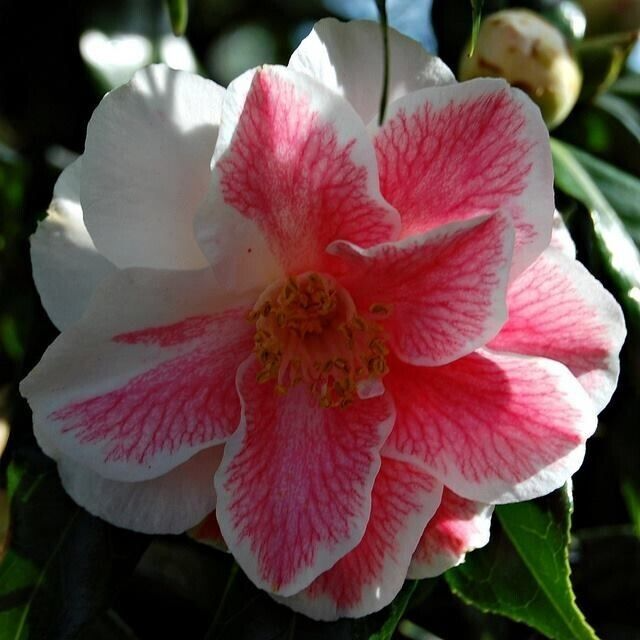 Mike Witman Camellia Japonica Live Starter Plant - Rare Bicolor Pink & Rose Blooms, Evergreen Shrub for USDA Zones 7-10
