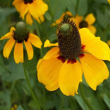 Clasping Coneflower Seeds 100mg - Dracopis amplexicaulis Native Wildflower for Pollinators, Yellow Blooms, Annual, Easy to Grow