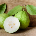 Live White Guava Tree Seedling – Tropical Fruit Tree in Pot – Psidium guajava, Edible, Fast-Growing, Exotic Garden Plant