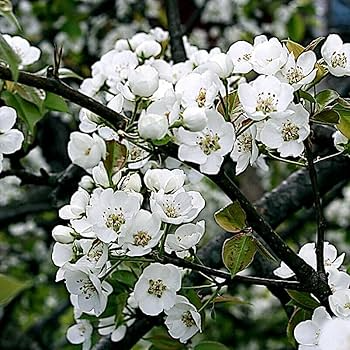 European Pear Tree Seeds Pyrus communis, Hardy Fruit Tree with White Spring Blossoms, USDA Zones 5-8