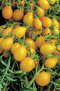 Yellow Pear Tomato Seeds – Heirloom, Non-GMO, Sweet & Juicy, Indeterminate Vine, 30 Seeds Solanum lycopersicum