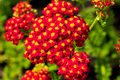 Red Yarrow Seeds - Achillea Millefolium, Vibrant Perennial Pollinator Plant, Drought-Tolerant, Full Sun, Wildflower Garden